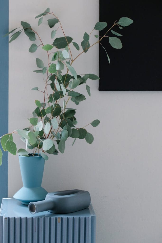 eucalyptus with green foliage in pot on table