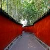 red and gray pathway near trees