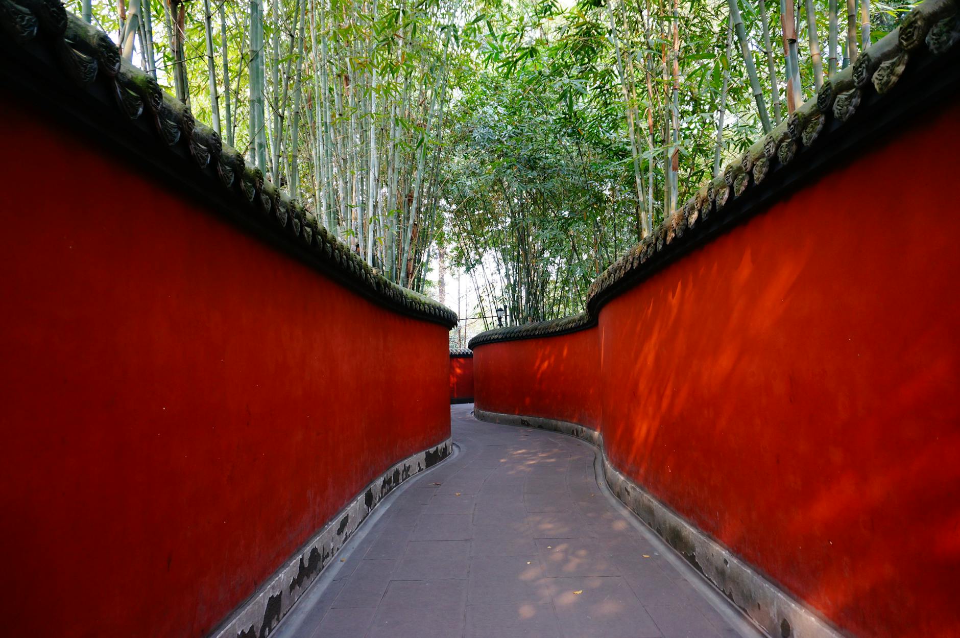 red and gray pathway near trees